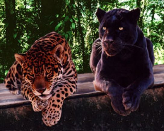 leopardo e pantera negra